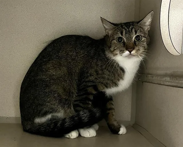 An adult small-sized female Domestic Medium Hair cat named Mary for adoption in Denver, CO