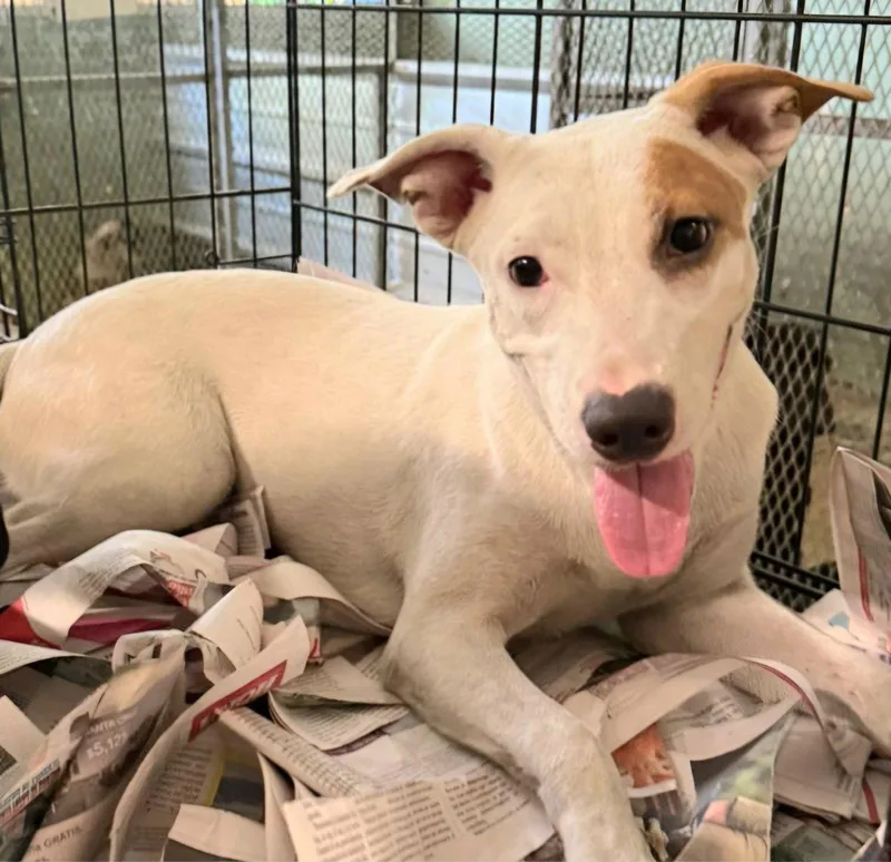 A young medium-sized female Terrier dog named Georgiana for adoption in Virginia Beach, VA