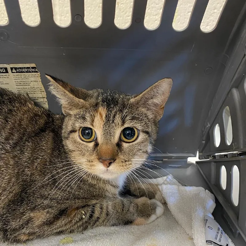 A young medium-sized female Brown / Chocolate Domestic Short Hair cat named Florence for adoption in Memphis, TN