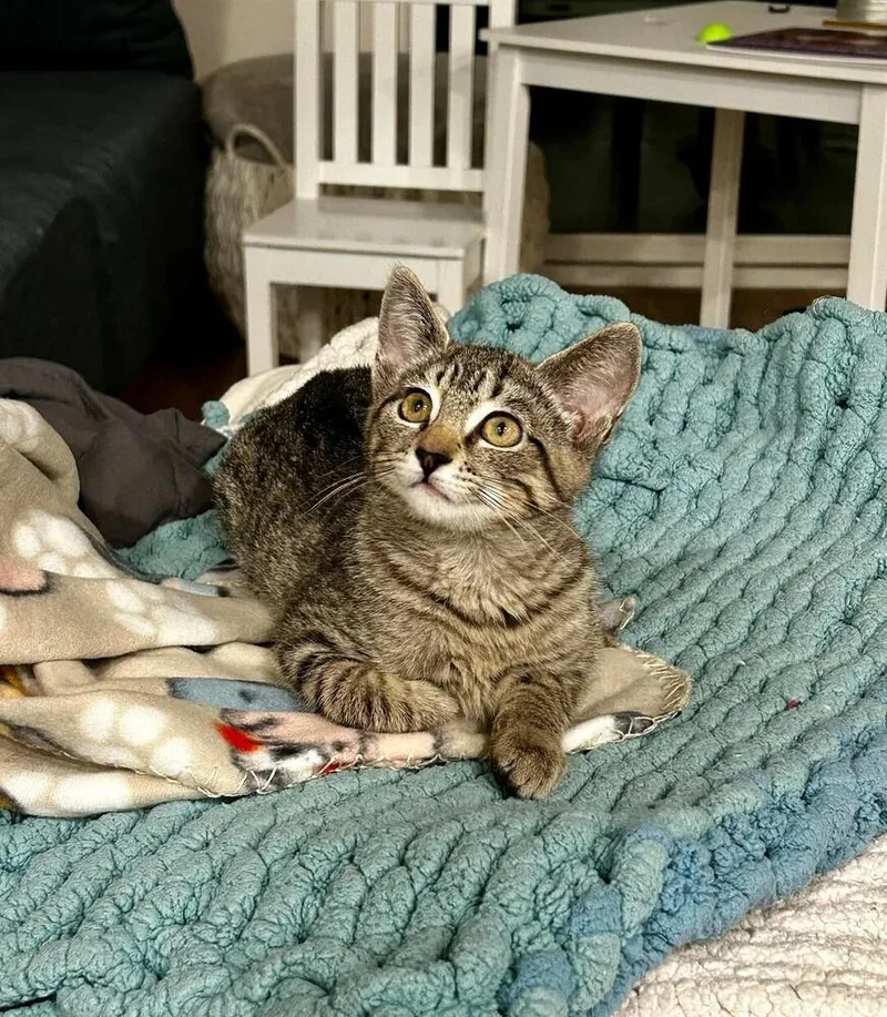 A baby medium-sized female Tabby (Brown / Chocolate) Tabby cat named Shirley for adoption in Oceanside, CA