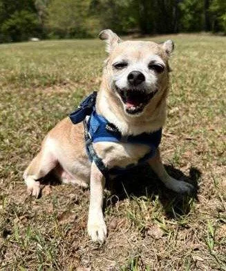 A senior small-sized female Chihuahua dog named Piggie for adoption in Attalla, AL