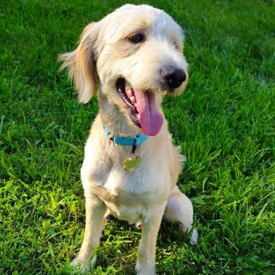 An adult medium-sized male Apricot / Beige Poodle dog named Sammie for adoption in La Grange, KY