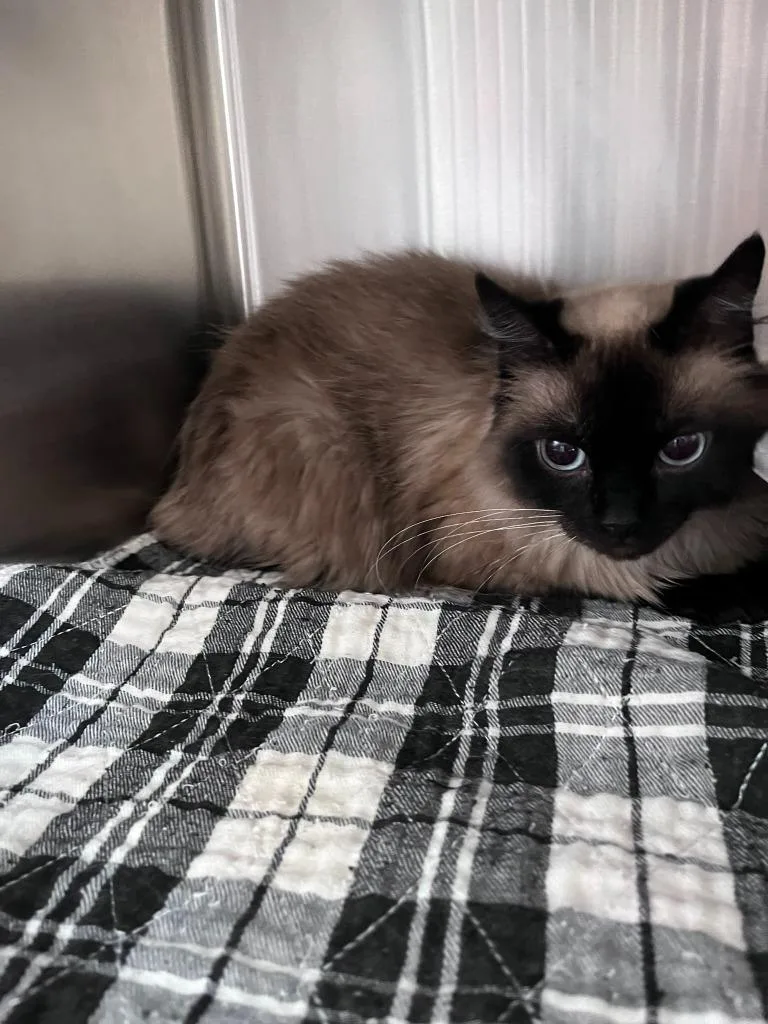 A young small-sized female Domestic Long Hair cat named Edith for adoption in Clarksville, TN