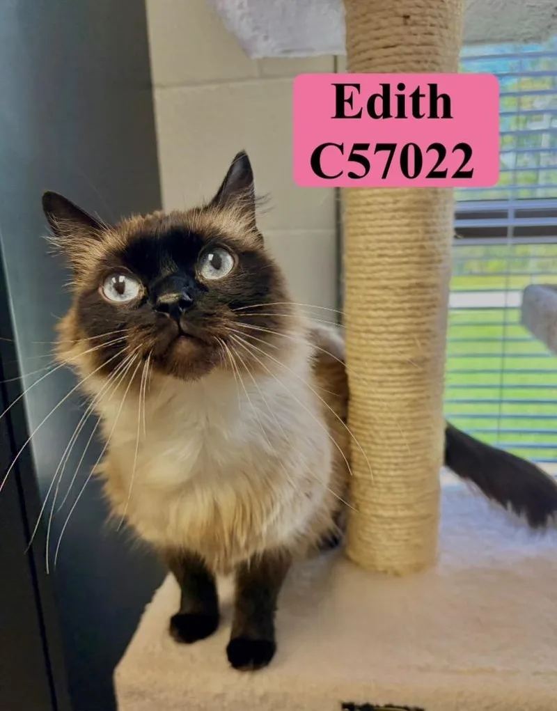 Edith thumbnail 2