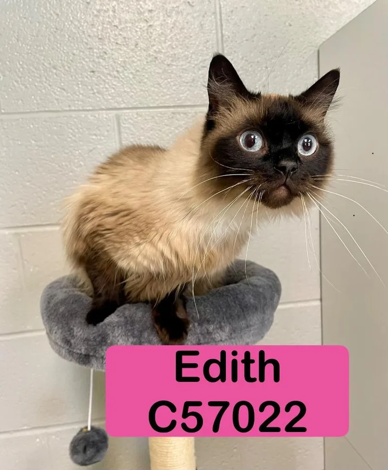 Edith thumbnail 3