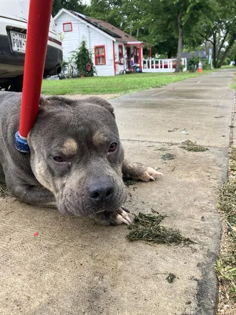 An adult large-sized male Mixed Breed dog named Butch for adoption in Dallas, TX