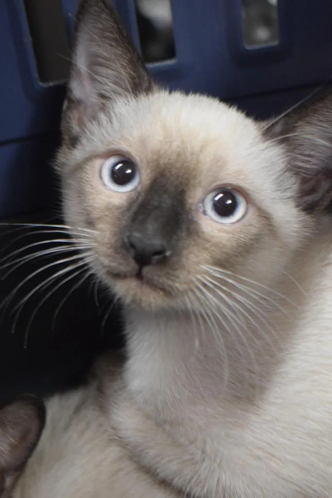 A baby small-sized male Domestic Short Hair cat named Samson for adoption in Pahrump, NV