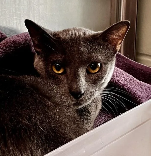 A young large-sized male Domestic Short Hair cat named Zayn for adoption in Stratham, NH