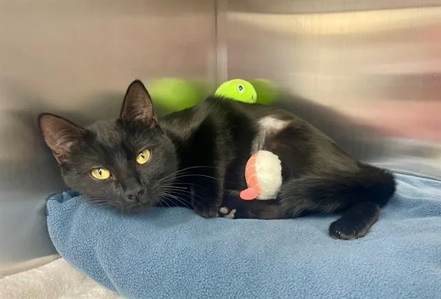 A young medium-sized female Domestic Short Hair cat named Opal for adoption in Naples, FL