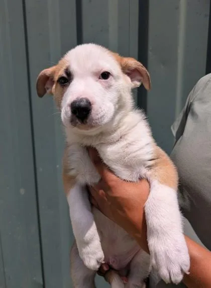 An adult small-sized male Shepherd dog named Bowie for adoption in Mansfield, TX