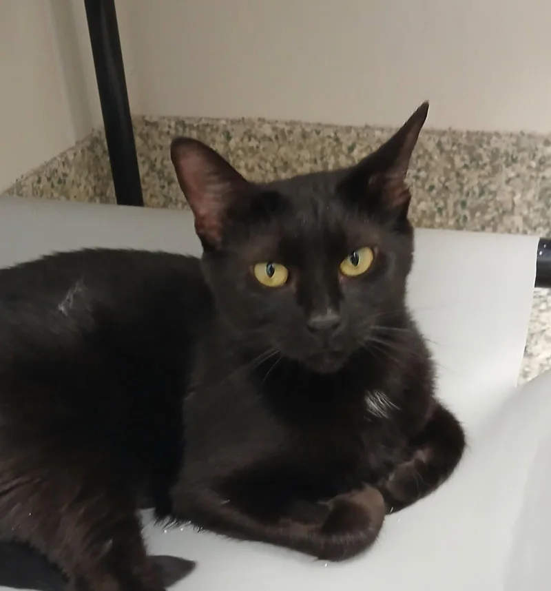 An adult medium-sized female Black Domestic Short Hair cat named Evee for adoption in Bay City, MI
