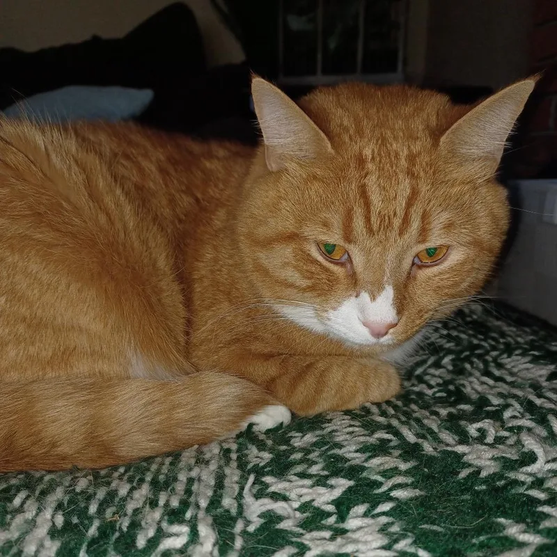 An adult small-sized male Orange / Red Domestic Short Hair cat named Beeps for adoption in Lynchburg, VA
