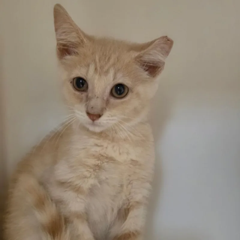 A baby small-sized female Buff / Tan / Fawn Domestic Short Hair cat named Peaches for adoption in Troy, IL