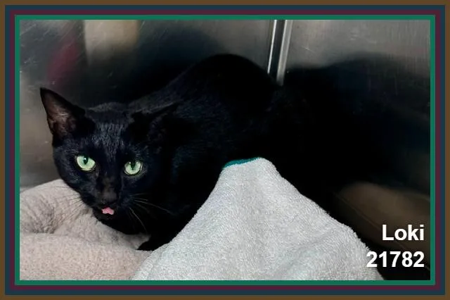 An adult medium-sized female Black Domestic Short Hair cat named Loki for adoption in Marietta, GA