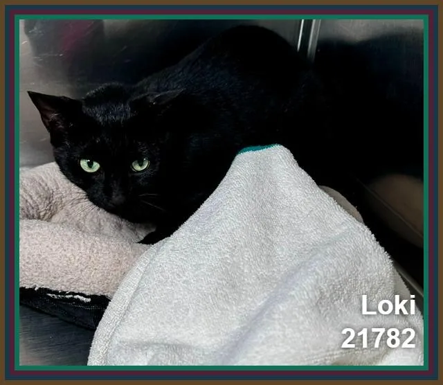 Loki thumbnail 2