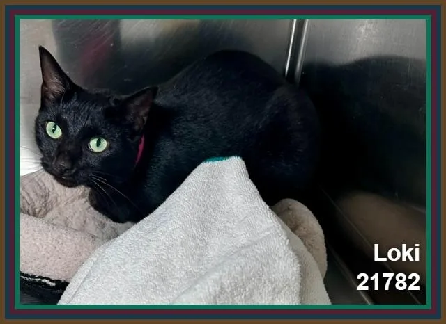 Loki thumbnail 3