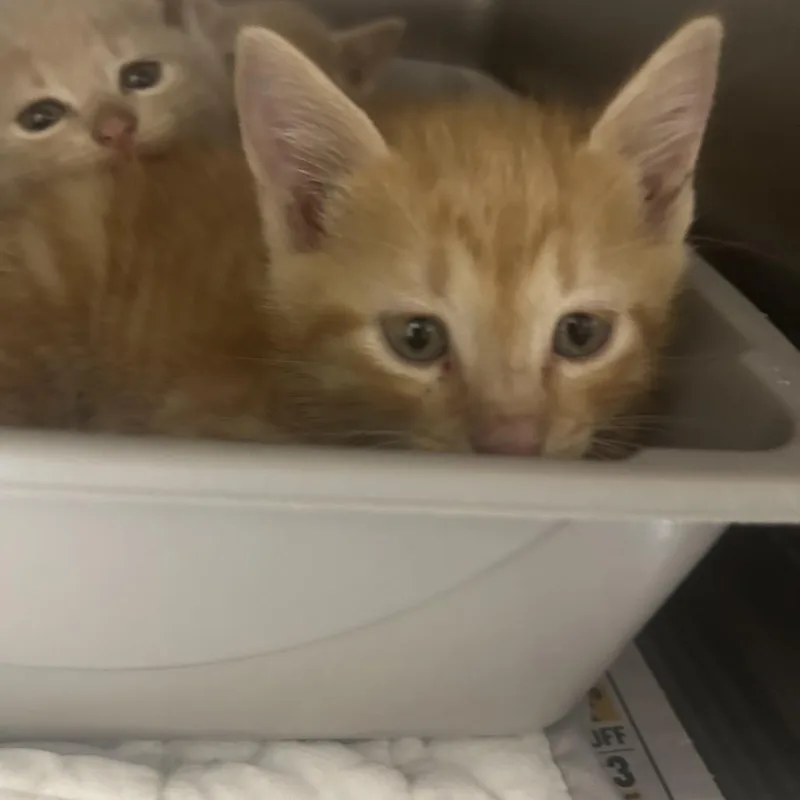 A baby small-sized male Orange / Red Domestic Short Hair cat named Bortis for adoption in Yanceyville, NC