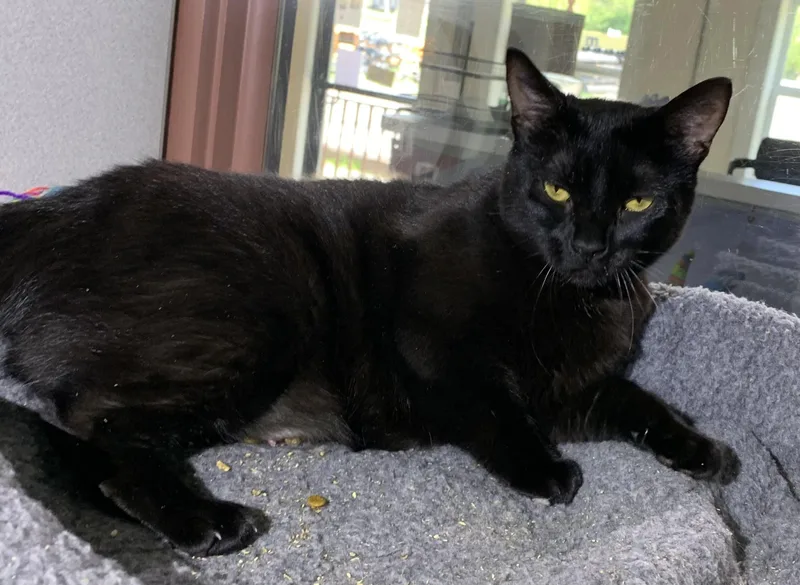 An adult large-sized female Black Domestic Short Hair cat named Juliet for adoption in Massena, NY