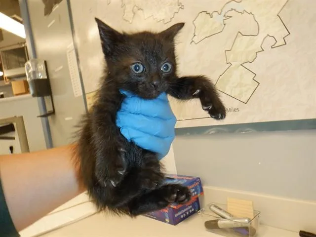 A baby small-sized female Domestic Short Hair cat named Sally for adoption in San Jose, CA