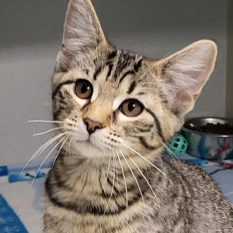 A baby medium-sized female Tabby (Buff / Tan / Fawn) Domestic Short Hair cat named Scrabble for adoption in Grayslake, IL