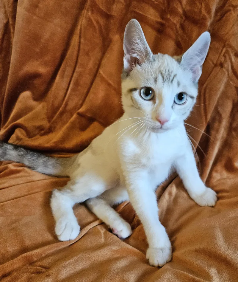A baby medium-sized female Siamese cat named Tova for adoption in Frederick, MD