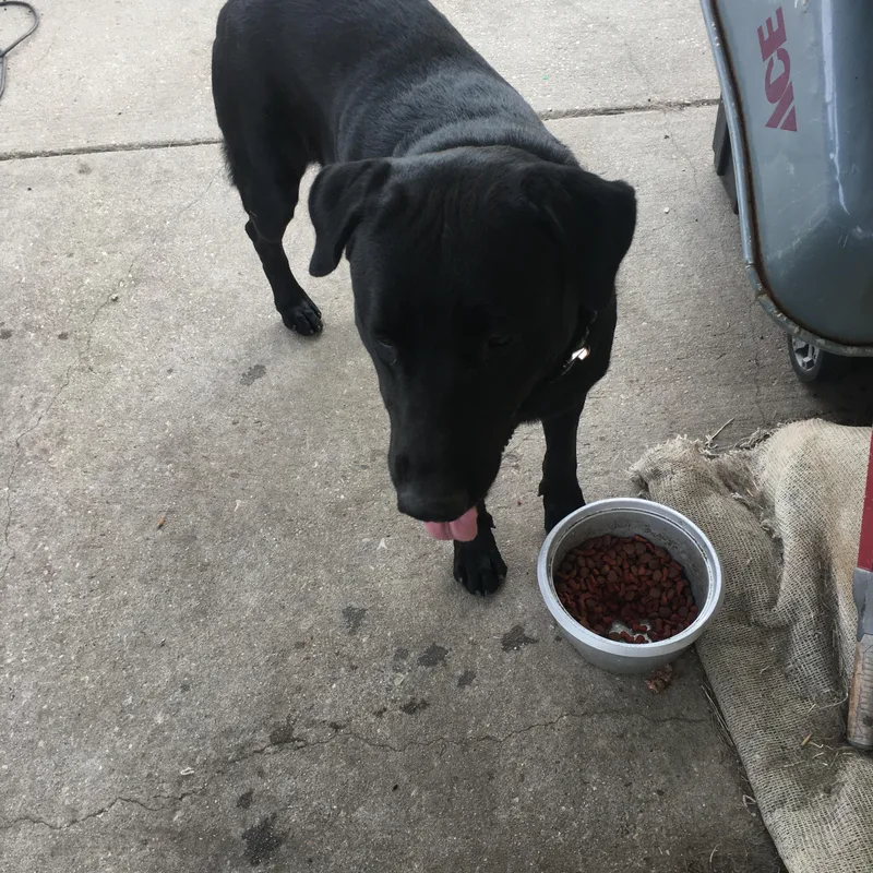 A young large-sized male German Shepherd Dog dog named King & Midnight —URGENT for adoption in New Orleans, LA