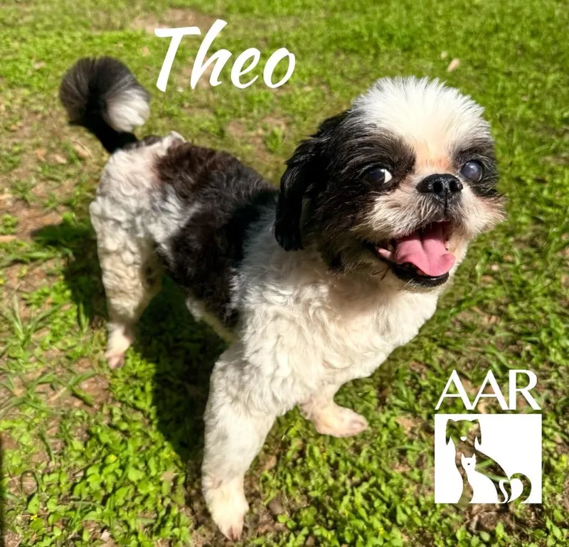 Theo