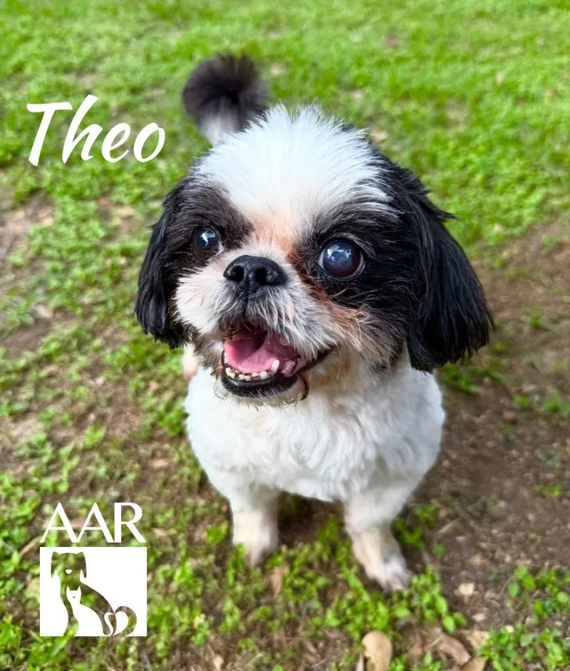 Theo thumbnail 3