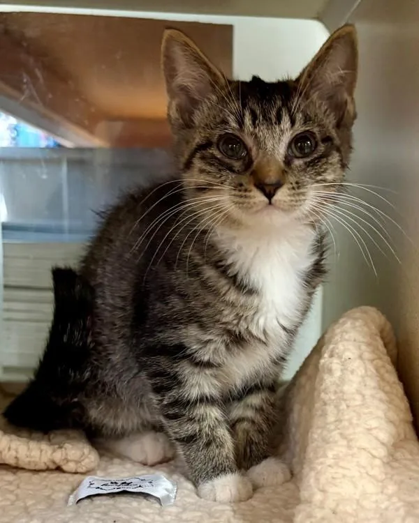 A baby small-sized female Domestic Short Hair cat named Tiramisu for adoption in Novato, CA