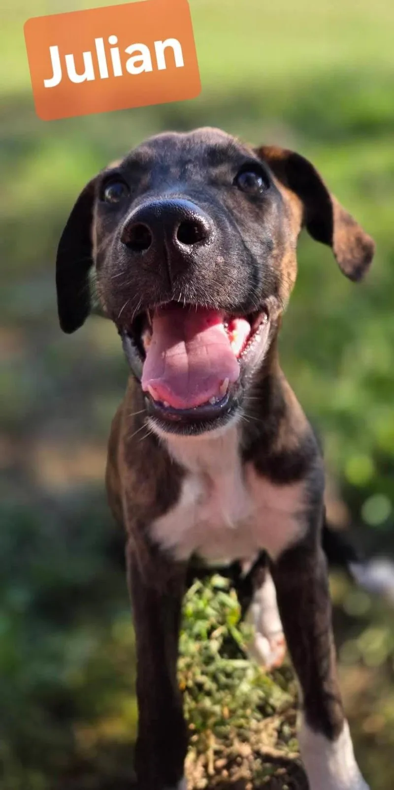 A baby large-sized male Black Terrier dog named Julian for adoption in Albany, NY