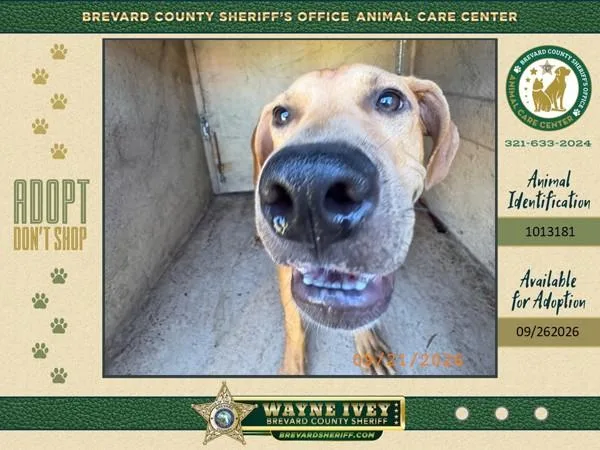 A young small-sized male Mixed Breed dog named Darien for adoption in Melbourne, FL