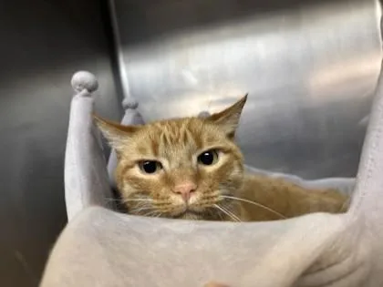 An adult small-sized male Domestic Short Hair cat named Gereld for adoption in Roseville, CA