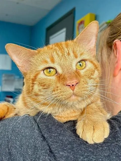 A young medium-sized male Domestic Short Hair cat named Champ for adoption in Canfield, OH