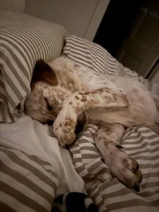 An adult large-sized male Mixed Breed dog named Bingo From Bluey for adoption in Atlanta, GA