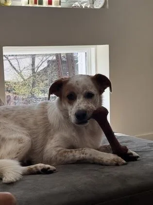 Bingo From Bluey thumbnail 3