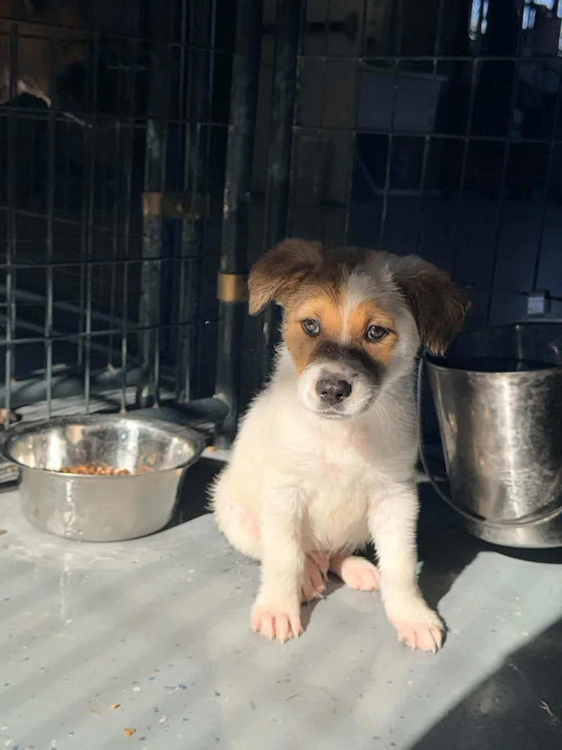 A baby medium-sized male Australian Shepherd dog named Loki for adoption in Bishopville, SC
