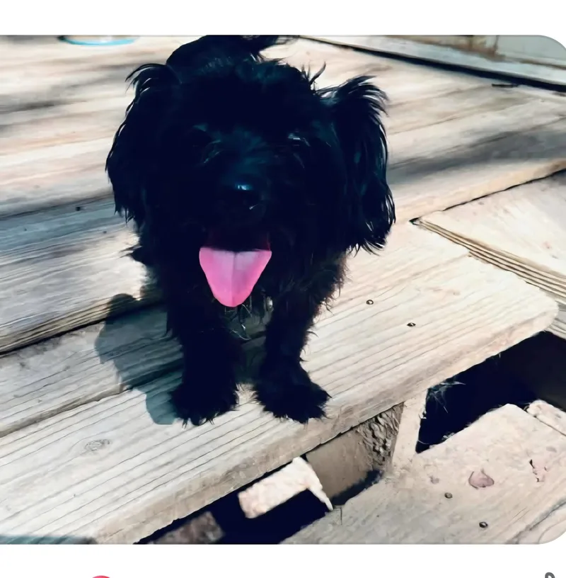 An adult small-sized female Poodle (Toy) dog named Keeley for adoption in New Portland, ME