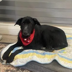 A young medium-sized female German Shepherd Dog dog named Navi for adoption in Lodi, CA