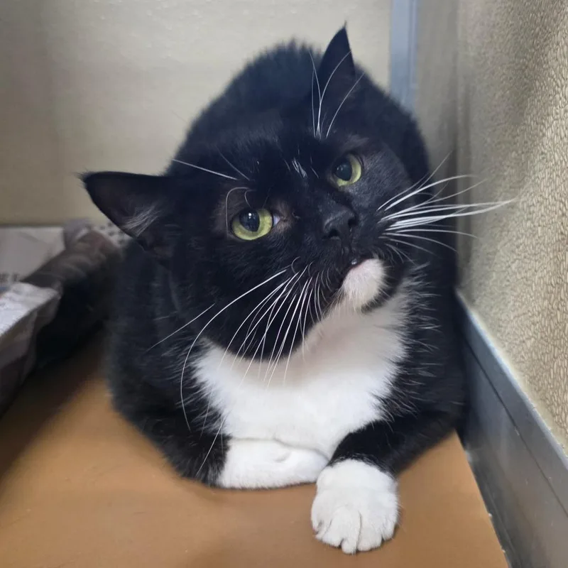 An adult large-sized female Black Domestic Short Hair cat named Staghorn Fern for adoption in Chatham, VA