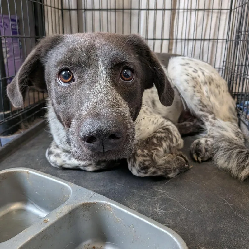An adult medium-sized male Black Cattle Dog dog named Orange for adoption in Anderson, TX