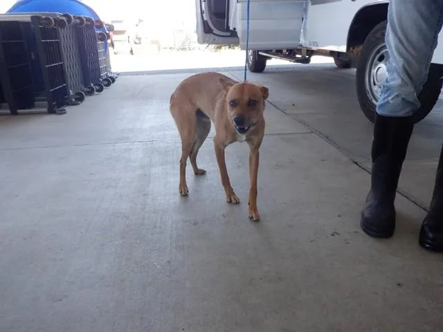 An adult medium-sized male Australian Cattle Dog / Blue Heeler dog named Brutus for adoption in Oroville, CA