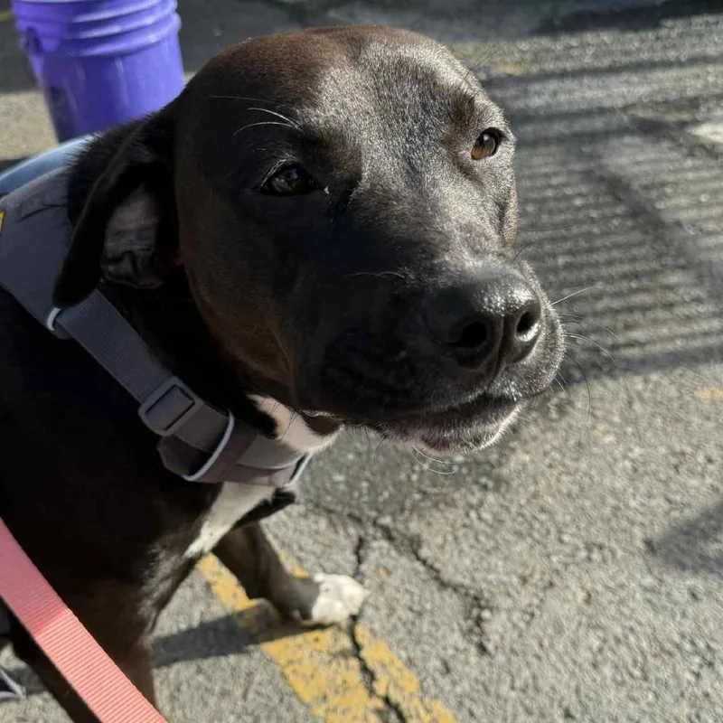 An adult medium-sized female Brown / Chocolate Chocolate Labrador Retriever dog named Lady Godiva for adoption in St. Helena, CA