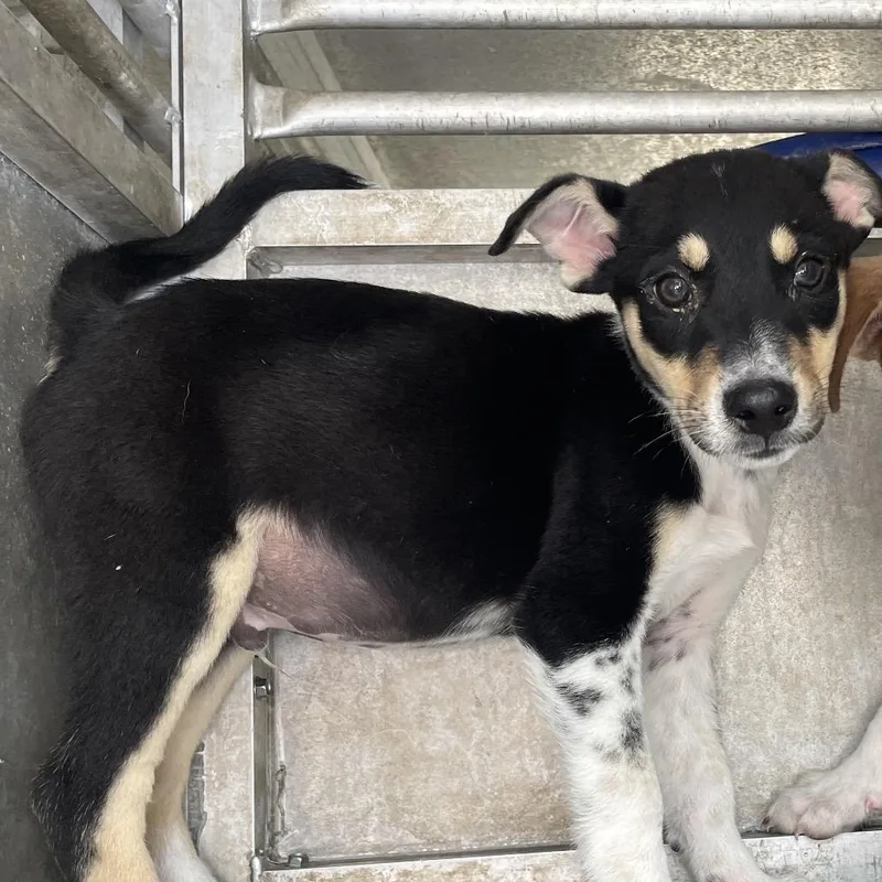 A baby small-sized male Black Shepherd dog named Fletcher for adoption in Edinburg, TX