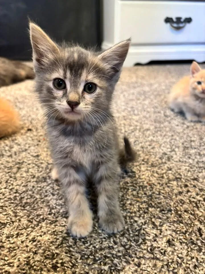 A baby medium-sized female Tabby (Gray / Blue / Silver) Tabby cat named Gracie for adoption in Omaha, NE