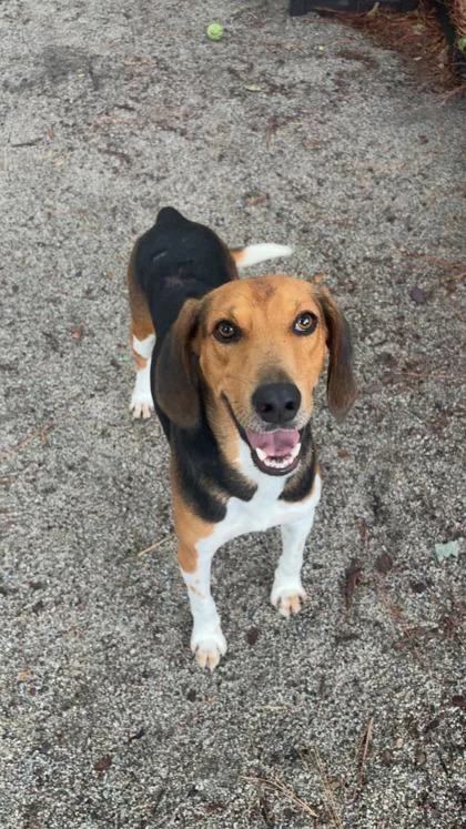 A young medium-sized male Tricolor (Brown, Black, & White) Hound dog named Rawlings for adoption in Georgetown, SC