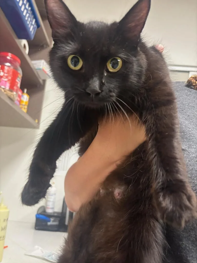 A young large-sized female Domestic Medium Hair cat named Sasha for adoption in Greenfield, IN