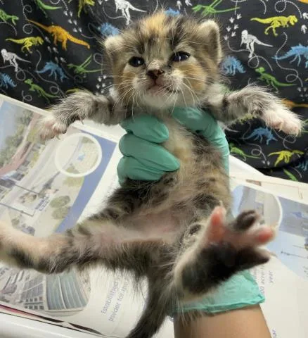 A baby small-sized female Domestic Short Hair cat named Cinnamon for adoption in Riverside, CA