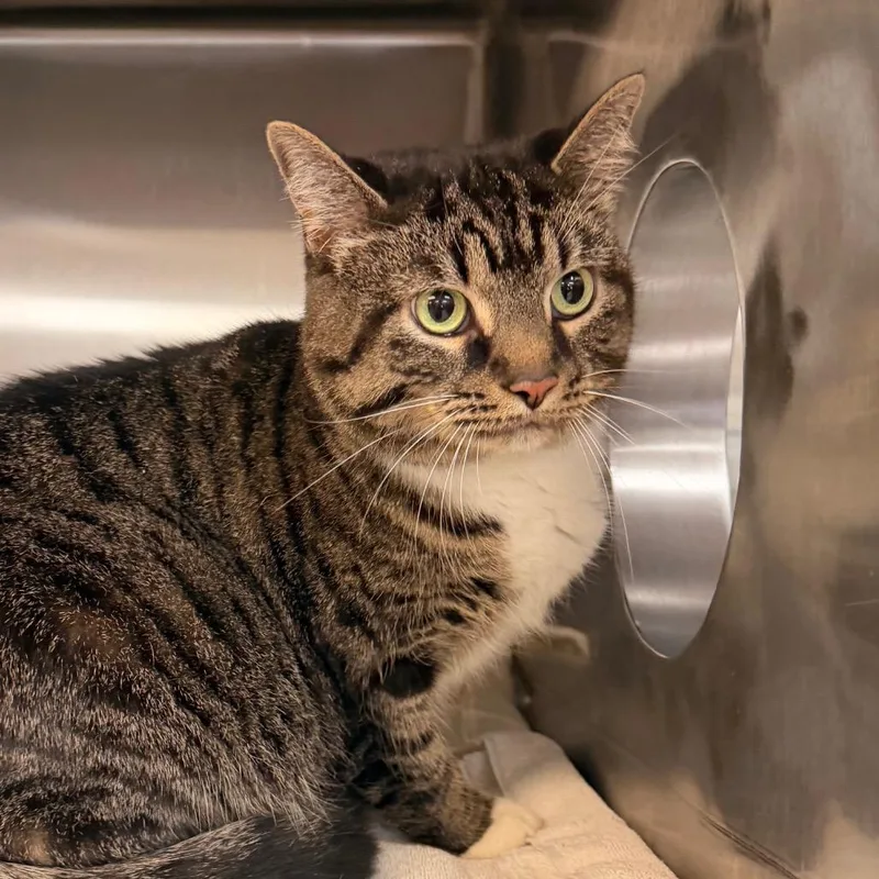 An adult large-sized female Brown / Chocolate Domestic Short Hair cat named Topaz for adoption in Indianapolis, IN