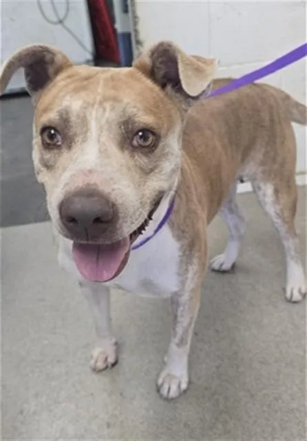 An adult medium-sized female Pit Bull Terrier dog named Cheetah for adoption in San Bernardino, CA