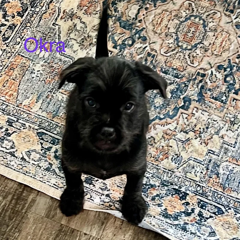 Okra